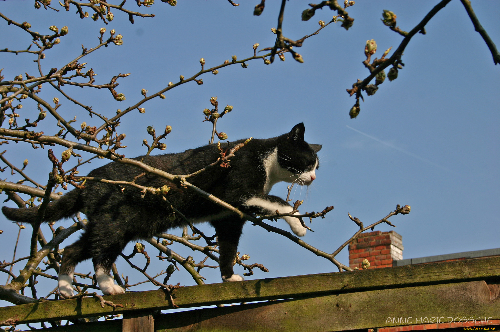 , , cat